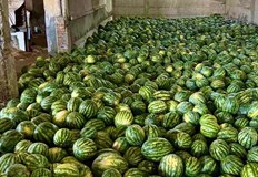 Земеделец от Плевенско алармира че пазарът е залят с вносни