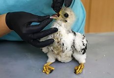 Малката птица загуби родителите си в пламъците но оцеля благодарение