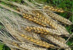 Продължава прибирането на пшеницата при високи температури и сушаЖътвената кампания