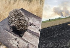 Малкото животинче се опитвало да избяга от огнената стихия в