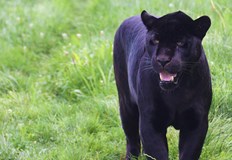 Видео запис на черната пантера е предоставен на румънските властиДвама