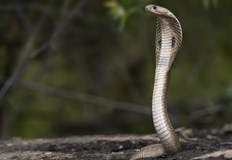 Експертните съвети на доктор Дилян Георгиев за безопасно поведение при