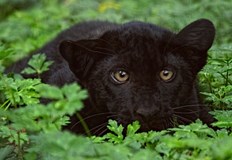 Местните власти предупредиха жителите на Мътница да бъдат предпазливиИздирваният от