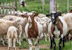 Новите случаи са в Садово Раковски и Асеновград със 2000