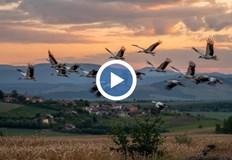 Миграцията ще утихне в началото на септември обясняват орнитолозитеПървото отлитащо