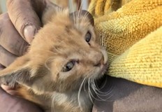 Пожарникарите чули мяукане от малкото животинче между гаражните клеткиТрогателна история