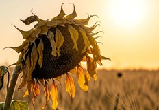 Астрофизиците предупреждават за бавната термоядрена криза която ни очакваСлънцето не