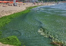 Петър Русев Видя ли тревата значи морето се разваля и