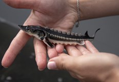 Младите руски есетри са отгледани във Виена и ще мигрират