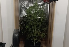Разкриха домашна наркооранжерия с над 3 килограма канабис в СофияСлужители