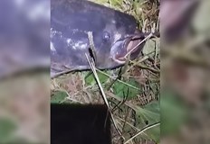 Марио Христов извадил четири сома за един ден а най големият