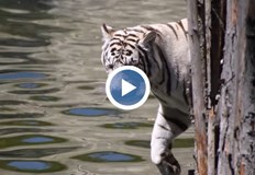 Двата бели бенгалски тигъра обичат да се къпят в басейна