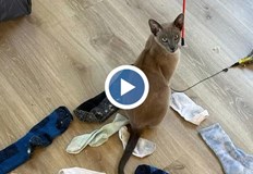 15 месечният котарак вече е плячкосал 150 вещи включително кашмирен пуловер