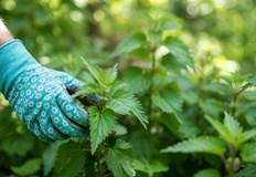 Растението което мнозина смятат за плевел може да стане незаменим