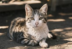 Животинчето било заключено в пластмасовата кабина на местния пазар в