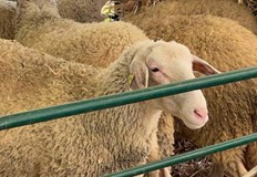 БАБХ потвърди огнище на болестта при дребните преживни животни в