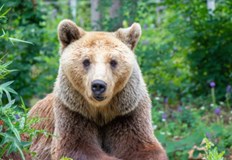 Животното се качи по стената и напусна заграждението но не