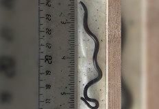 Изчезналият вид Tetracheilostoma carlae бе открит след продължително търсене в