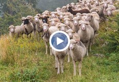 Мерките са заради огнището на дребна шарка при овцете