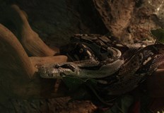 Доц Людмила Нейкова обяснява как да реагираме при среща с