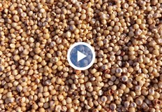 Древната африканска култура се оказва по устойчива на високи температури и