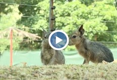 Бебетата останаха сирачета но вече са се адаптирали в стадотоДвете