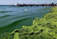 Плажът на Слънчев бряг позеленя от водорасли феноменът продължава и
