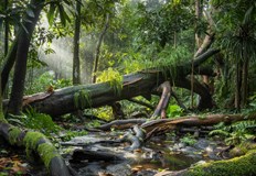 Научно изследване разкрива че гръмотевичните бури убиват повече дървета от