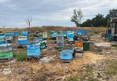 Специална операция разкри скривалище с канабис в село СмолникВ специализирана