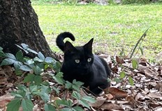 Домашният любимец Пепър за втора поредна година допринася за важно