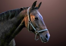 Конете са на възраст от 8 до 22 години и