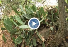 Експерти алармират за бързото разпространение на инвазивни видовеКолония от диворастящи