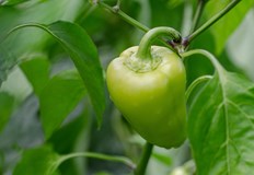 Дозировки и мерки за безопасностОпитните градинари препоръчват използването на амоняк