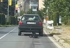 Задържаният е завързал животното за теглича на автомобила си и
