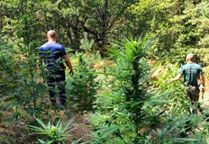 526 растения и над 1000 килограма зелена маса са открити