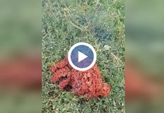 Лабораториите в България са в затруднение да изследват материала заради