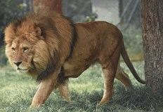 Животното Зевс избяга от Лайън ленд в Манавгат и рани