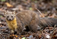 Учени предлагат революционен подход за възстановяване на генетичното разнообразиеМеждународен екип