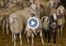 Нелегалната търговия с животни е основният канал за разпространение на