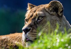 Само 20 такива животни съществуват в целия святНеобичаен кръстосан екземпляр