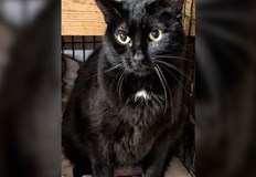 Домашната любимка Трикси мистериозно се оказва на друг континент а