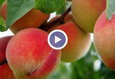 Очакваните добиви са с 90 процента по ниски от миналогодишнитеБългарските праскови