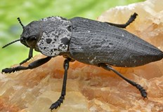 Българските овощари се адаптират към климатичната кризаКлиматичните промени вече не