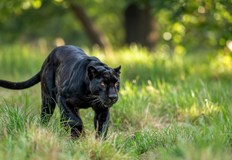 Двама очевидци подадоха сигнал в 02 50 часа при стъпалата на