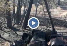 Стотици пожари бушуват в цяла Испания над 1000 пожарникари се