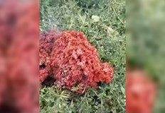 Кметът разпореди анализ на материала обектът запалил тревата около себе