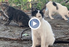 Активен телефон събира сигнали от граждани до 31 юлиВ Русе