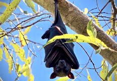 Вирусът е сходен на бяс и няма ефективно лечениеМъж на