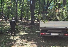 Общинските служби разчистиха 24 локации с паднали дървета и клониНад