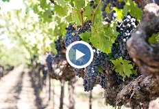 Откраднатите тръби от напоителните системи поставят на колене цялото земеделиеБългария